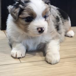Miniature American Shepherd Puppies from Jem Miniature American Shepherds