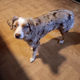 Miniature Australian Shepherd and Toy Australian Shepherd All Grown Up from Michael Petrasek