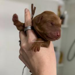 Brown - Yellow male Labrador Retriever puppy in Gillete, Wyoming from Red Prairie Retrievers