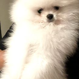 Belo - White male Pomeranian puppy in Haines City, Florida from POMERLAND exotic Pomeranians of Orlando