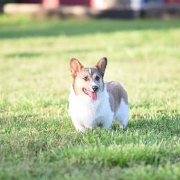 Pembroke Welsh Corgis from Rocking K- Corgis