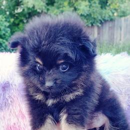 French Bulldog and Pomeranian Puppies from Purrs N Poms