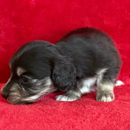 Indigo - Black and cream male Dachshund puppy in Lincoln, Arkansas from Red Dirt Dachshunds