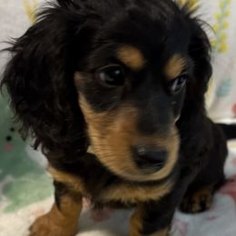 Dachshunds from Parker’s all American Doxies