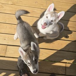 The Tan One - Cream male Companion Cross puppy in Augusta, Maine from Alaskan Huskies of Maine