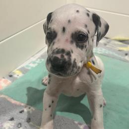 Mr. Goodbar - White and black male Dalmatian puppy in Austin, Texas from Dazzling Dalz