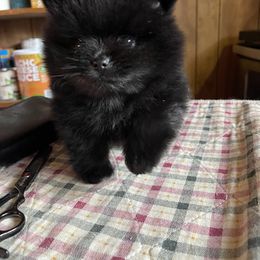 Pomeranian Puppies from Silver’s Reigning Heir Poms