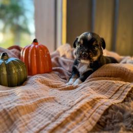Chili - Black tri male Toy Australian Shepherd puppy in Inola, Oklahoma from Blue Stem Companions
