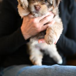 Havanese Puppies from Havana Suites Havanese