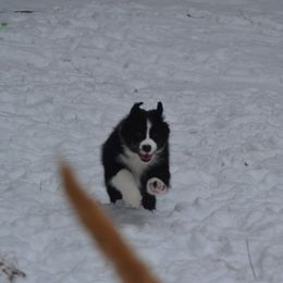 Australian Shepherd and Collie Puppies from Nicara kennel