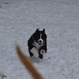 Australian Shepherd and Collie Puppies from Nicara kennel