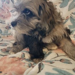 Cavapoo Puppies from Poppying Up Puppies