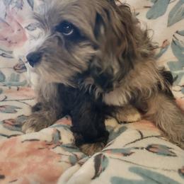 Cavapoo Puppies from Poppying Up Puppies