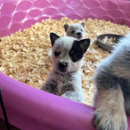 Girl 2 - Blue female Australian Cattle Dog puppy in Norton, Ohio from Australian Cattle Dog Company