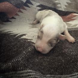 Girl 1 - Red merle female Border Collie puppy in Wasilla, Alaska from Double J & L Ranch Border Collies