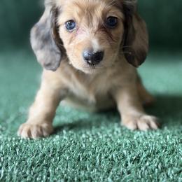 Carolina - Cream female Dachshund puppy in Pflugerville, Texas from Dream A Dream Dachshunds