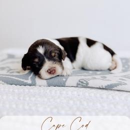 Cape Cod - Tri-color male Australian Labradoodle puppy in Syracuse, Indiana from The Doodle Cove