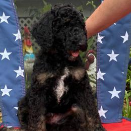 Phantom Boy 1 - Phantom male Poodle puppy in Jesup, Georgia from Altamaha Mud Poodles LLC.