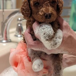 Cavapoo Puppies from Carolina Springs Breeding