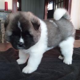 Boy 1 - Fawn male Akita puppy in Granbury, Texas from Folklore Akitas
