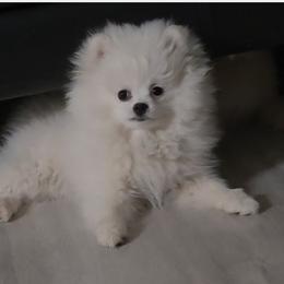 Mollie - White female Pomeranian puppy in Cornville, Arizona from Glacial Pomeranians