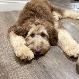 Diggs - Aussiedoodle