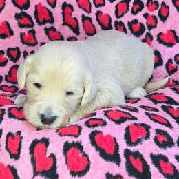 Chrissy - Cream female Goldendoodle puppy in Georgetown, Tennessee from Georgetown Designer & Purebred Puppies