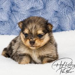 Girl 3 - Blue merle female Pomeranian puppy in Fort Jones, California from High Rocking Pom Poms