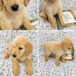 Boy 6 - male Goldendoodle puppy in Kissimmee, Florida from From the Heart