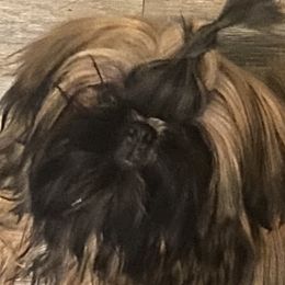 Molly - Shih Tzu