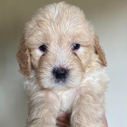 Boy 3 - Goldendoodle puppy in Buffalo, New York from Queen City Doodles NY