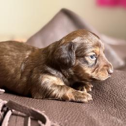 Dachshund Puppies from Jennifer Chadwell