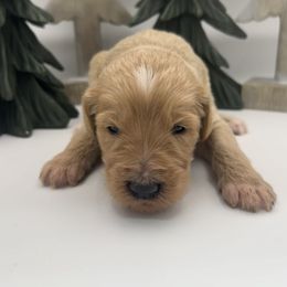 Kirk - Cream male Goldendoodle puppy in Alton, Missouri from Roberts Farm Doodles