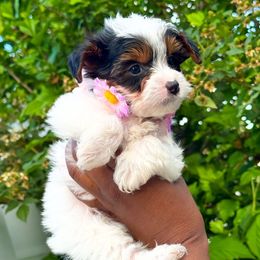 Zanzi - Tri-color female Yorkipoo puppy in Clifton, New Jersey from Kdash_yorkies