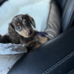 Dachshund and French Bulldog Puppies from Trust Fund Devil Kennel