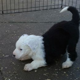 Old English Sheepdog Puppies from Sapphire Eyes Sheepdogs