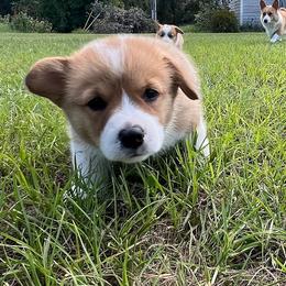 Boy 2 - male Pembroke Welsh Corgi puppy in Live Oak, Florida from May Bees Farms