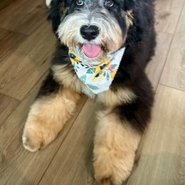 Bernedoodle Puppies from Sweet Pea Bernedoodles