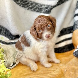 Sophie - Black and white female Aussiedoodle puppy in Eastman, Georgia from Dood B Ranch