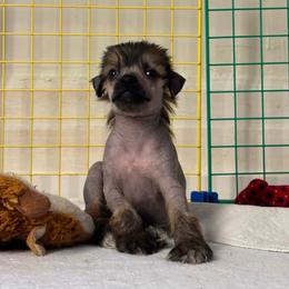 DaoDog Queen Victoria - Palomino female Chinese Crested puppy in Highland Park, Michigan from Family Kennel Dao Dog