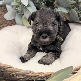 Green Collar - Salt and pepper male Miniature Schnauzer puppy in Peoria, Arizona from Hall Miniature Schnauzers