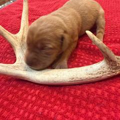 Boy 3 - Yellow male Labrador Retriever puppy in Normantown, West Virginia from Meadows Labradors