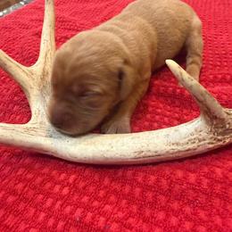 Boy 3 - Yellow male Labrador Retriever puppy in Normantown, West Virginia from Meadows Labradors