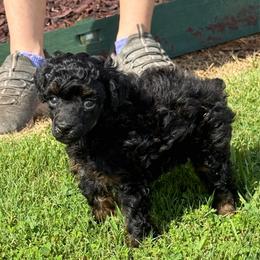 White collar - Phantom female Poodle puppy in Huntsville, Alabama from Flint River Poodles