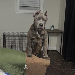 Blue - Gray brindle male Cane Corso puppy in Vancleave, Mississippi from TopNotch Corsos