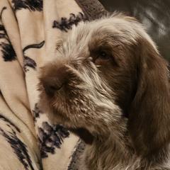Boy 5 - Spinone Italiano puppy in Alachua, Florida from Asperida Dachshunds and Spinoni