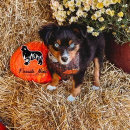 Miniature Australian Shepherd and Toy Australian Shepherd Puppies from Fireside Toy & Mini Aussies