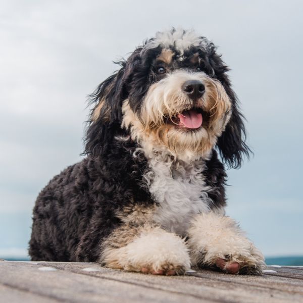 Bernedoodle