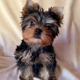 Yorkshire Terrier puppies from Eastern Oregon Yorkshire Terriers