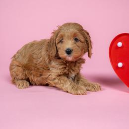 Aspen - Apricot female Cavapoo puppy in Payson, Utah from Country Sky Doodles
